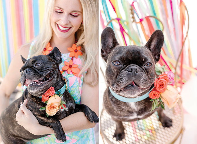Frenchie with Flower Collar