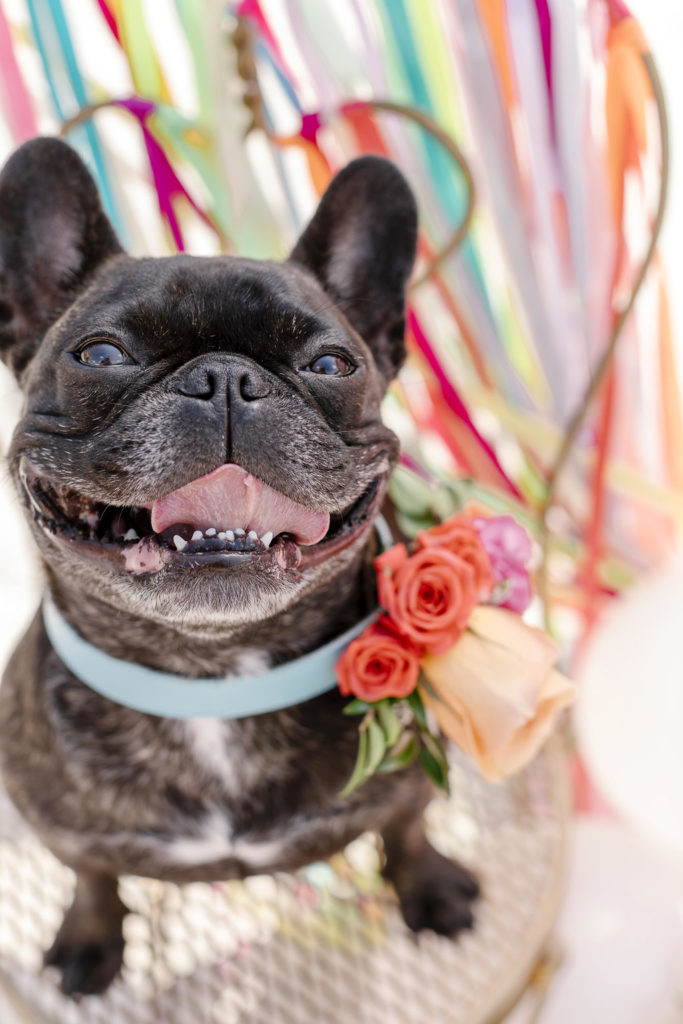 Floral Dog Collar Design