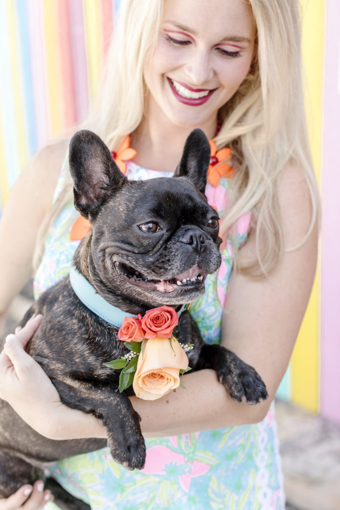 French Bulldog Wedding